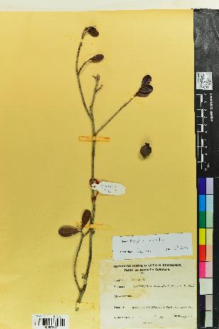 spécimen de Eugenia stricta