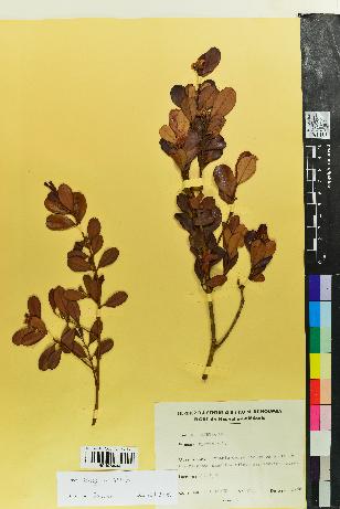 spécimen de Eugenia stricta