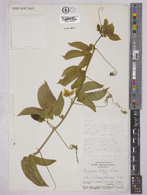 spécimen de Passiflora edulis