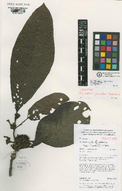 spécimen de Psychotria geophylax