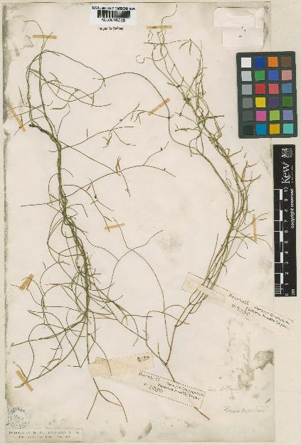 spécimen de Orthosia scoparia