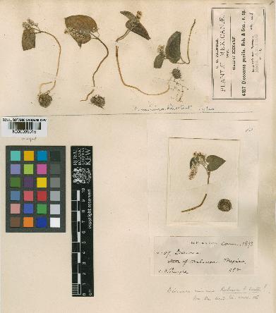 spécimen de Dioscorea minima