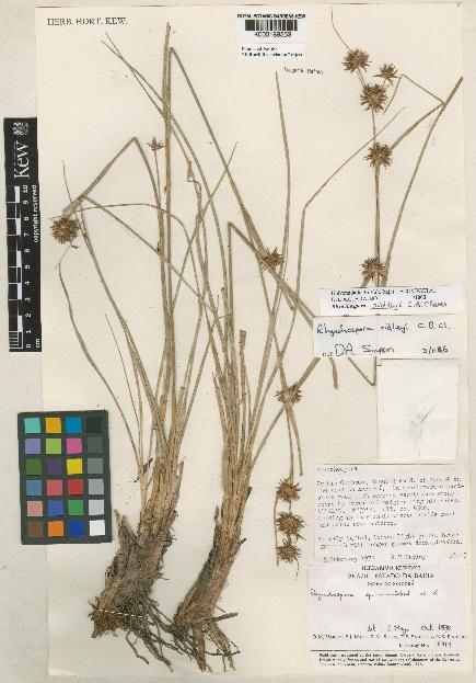 spécimen de Rhynchospora ridleyi