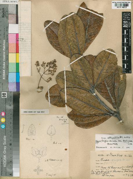 spécimen de Euodia obtusifolia