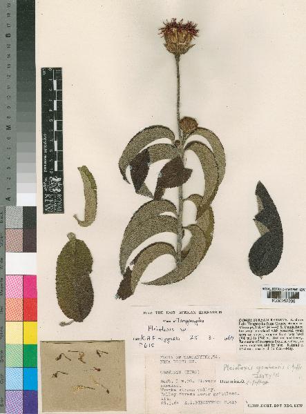 spécimen de Pleiotaxis gombensis