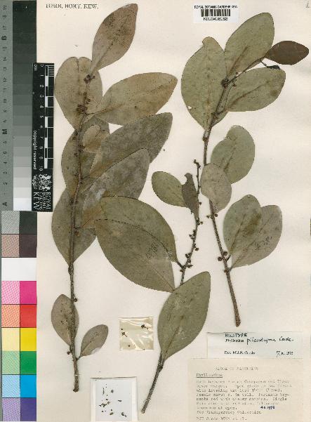 spécimen de Phyllanthus pileostigma