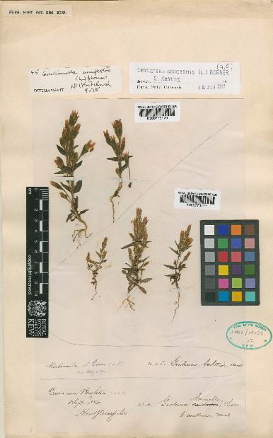 spécimen de Gentianella campestris