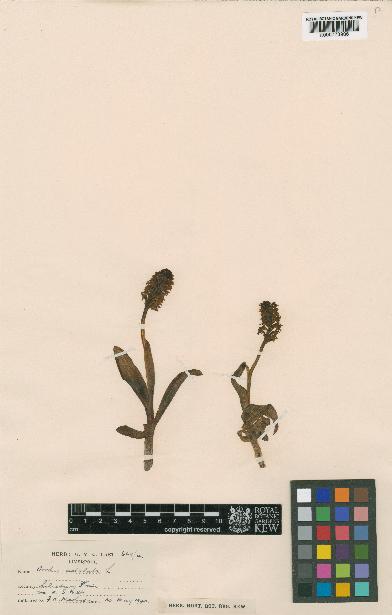 spécimen de Orchis ustulata