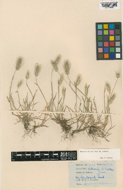 spécimen de Hordeum marinum