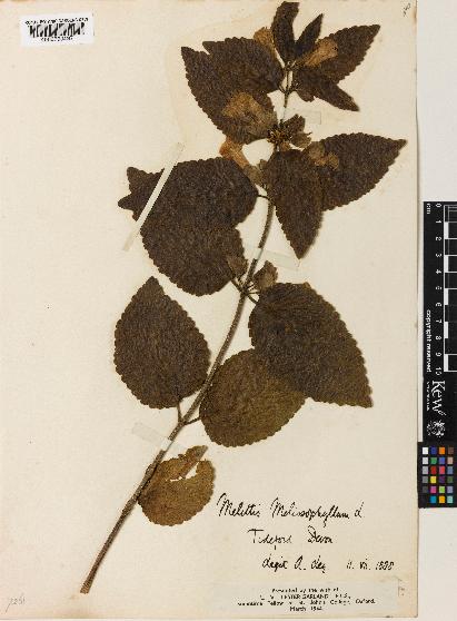 spécimen de Melittis melissophyllum