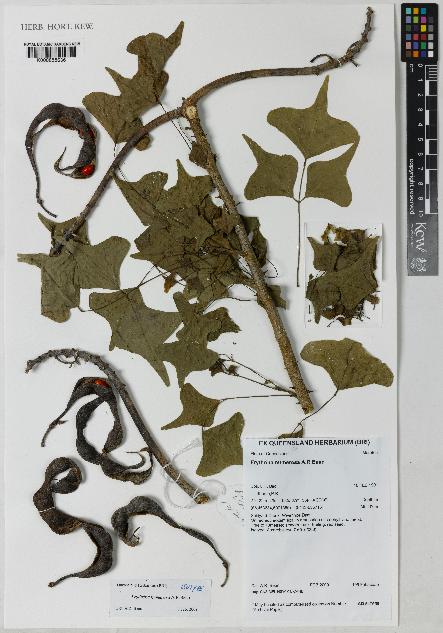 spécimen de Erythrina numerosa