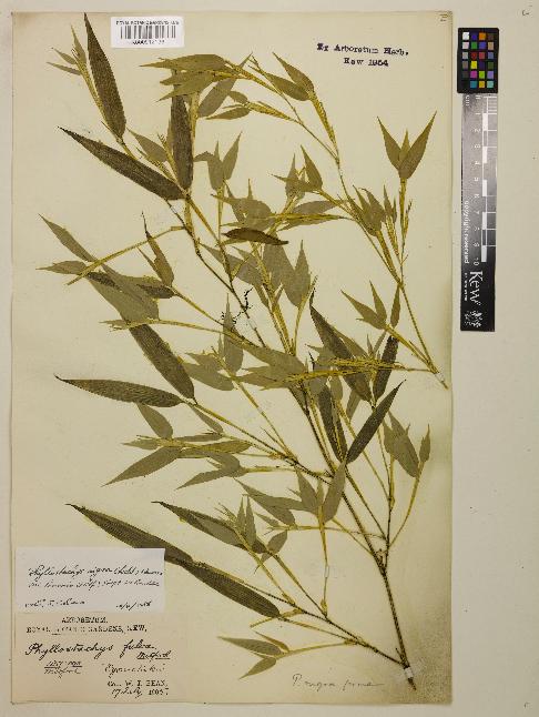 spécimen de Phyllostachys nigra