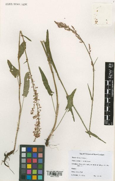 spécimen de Rumex acetosa