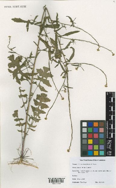 spécimen de Sisymbrium officinale