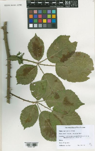 spécimen de Rubus armeniacus