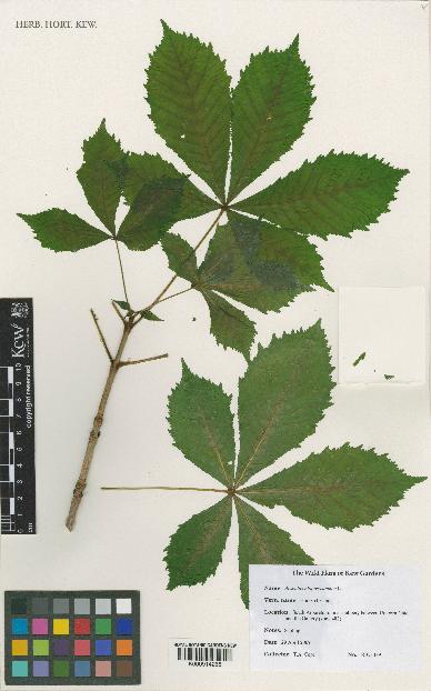 spécimen de Aesculus hippocastanum