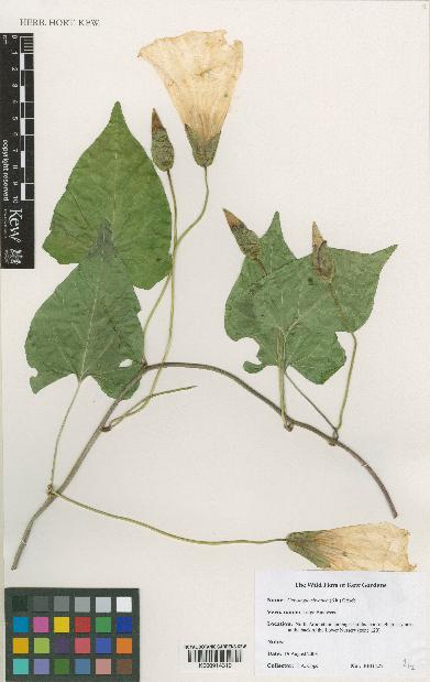 spécimen de Calystegia silvatica