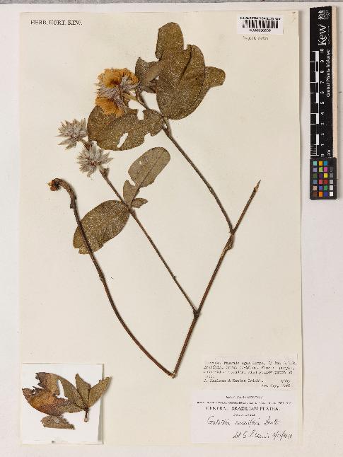 spécimen de Galactia crassifolia