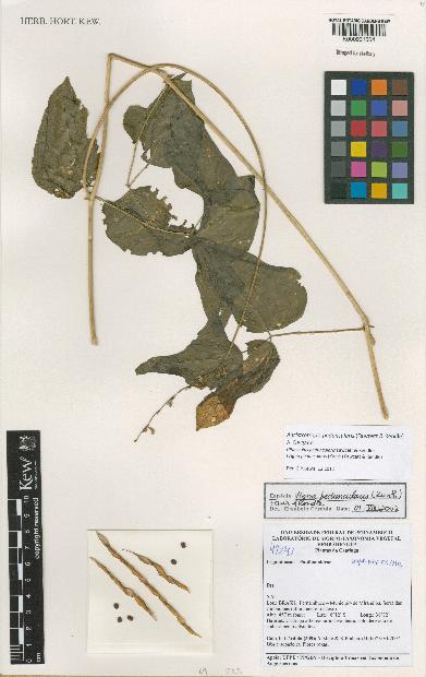 spécimen de Ancistrotropis peduncularis