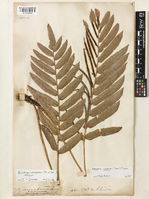 spécimen de Blechnum arborescens