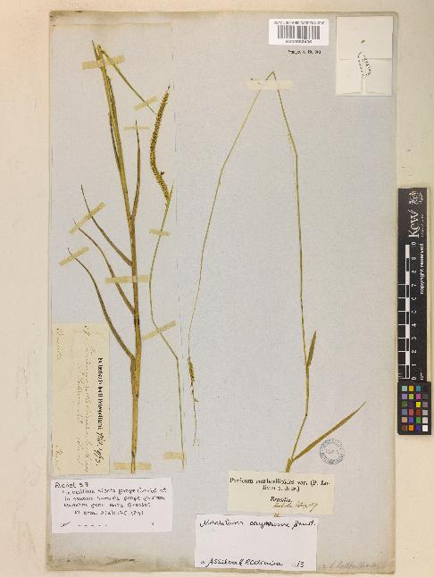 spécimen de Mesosetum cayennense