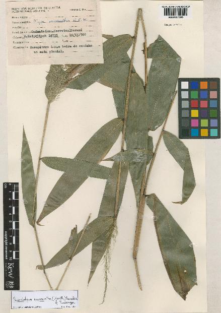 spécimen de Parodiolyra micrantha