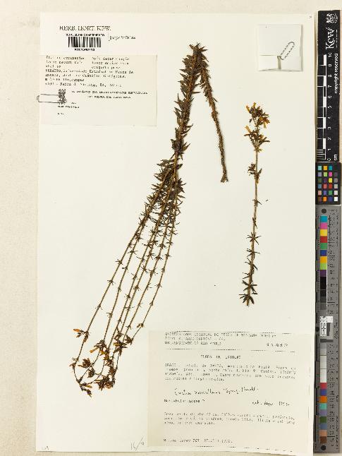 spécimen de Curtia verticillaris