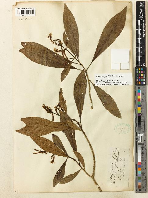 spécimen de Rustia angustifolia