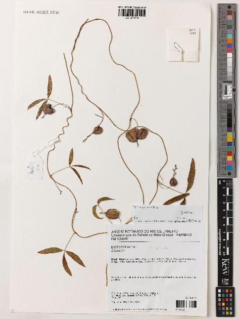 spécimen de Dioscorea sp.