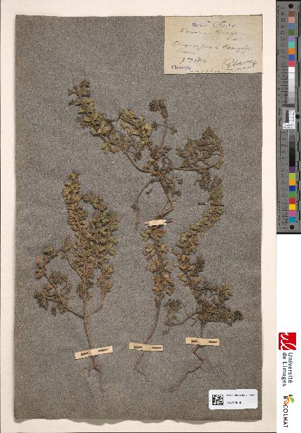 spécimen de Teucrium botrys