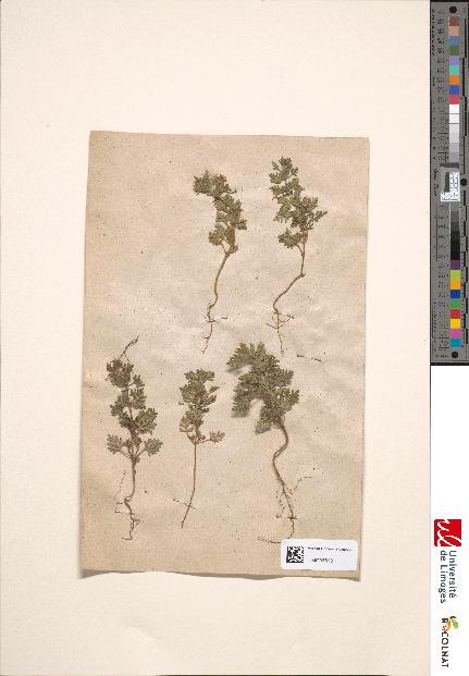spécimen de Teucrium botrys
