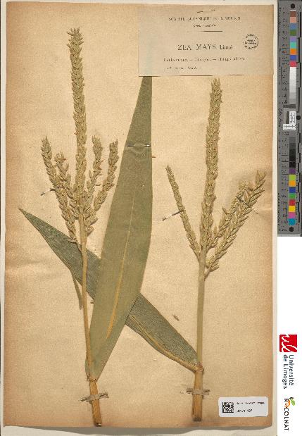 spécimen de Zea mays