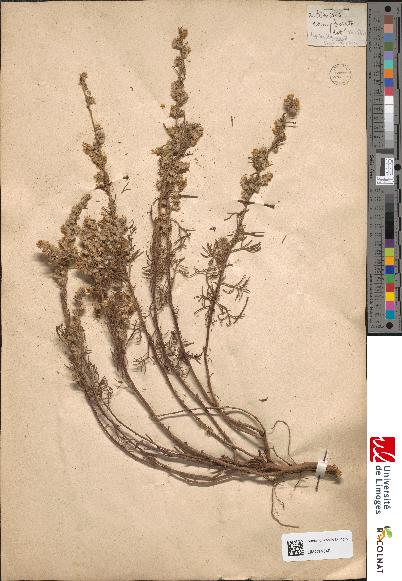 spécimen de Artemisia glacialis
