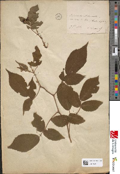 spécimen de Rubus idaeus