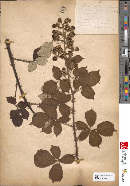 spécimen de Rubus discolor