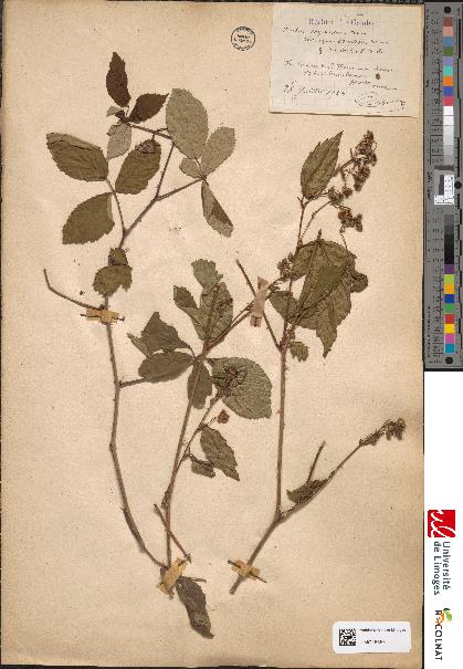 spécimen de Rubus thyrsoideus