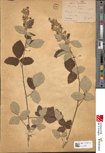 spécimen de Rubus vestitus