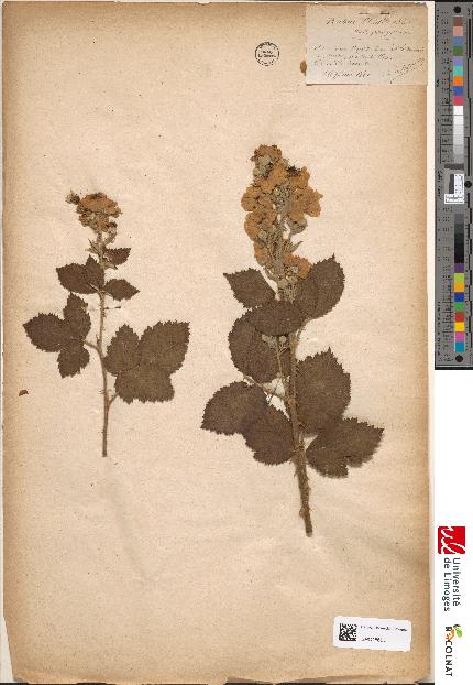 spécimen de Rubus thuillieri