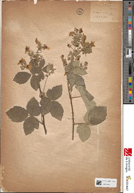 spécimen de Rubus tomentosus