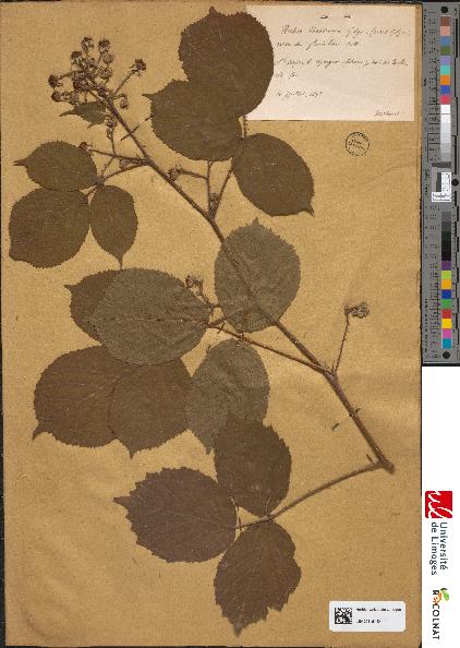 spécimen de Rubus theobroma