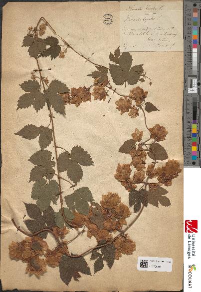 spécimen de Humulus lupulus