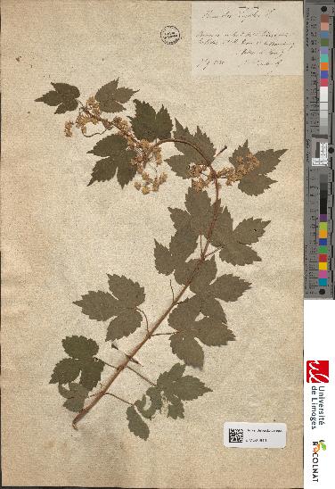 spécimen de Humulus lupulus