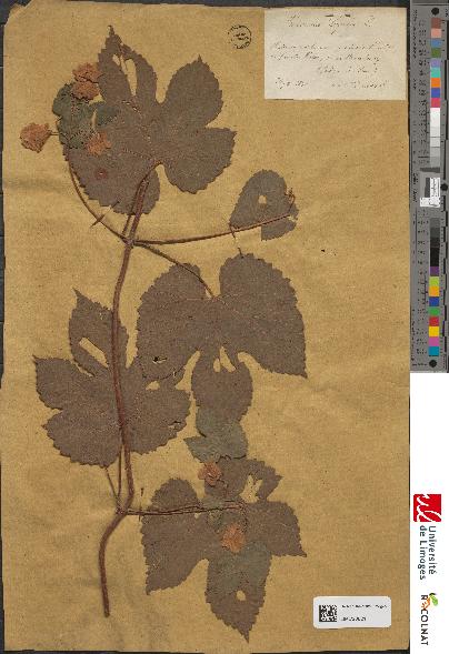 spécimen de Humulus lupulus
