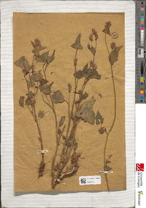spécimen de Polygonum fagopyrum