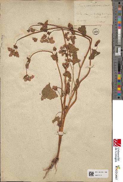 spécimen de Polygonum fagopyrum