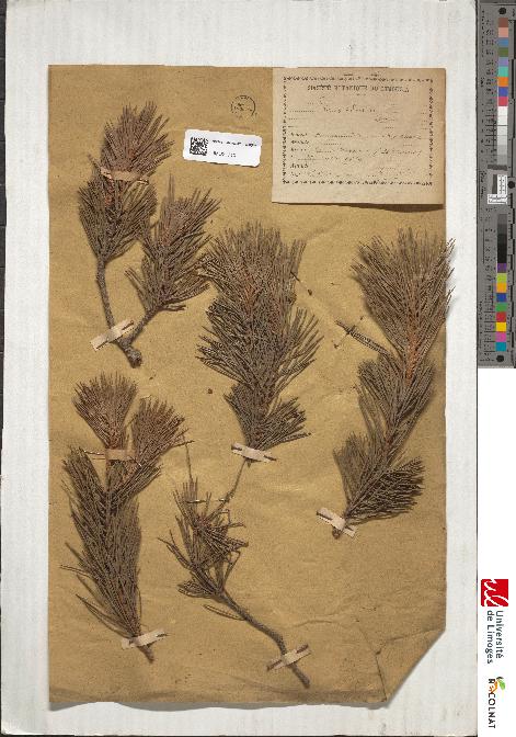 spécimen de Pinus sylvestris