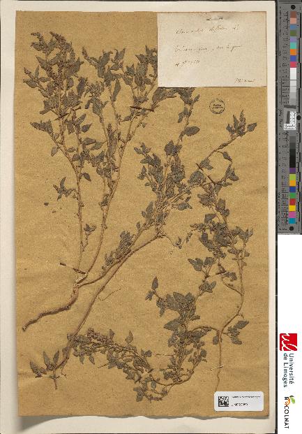 spécimen de Amaranthus deflexus