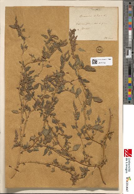 spécimen de Amaranthus deflexus