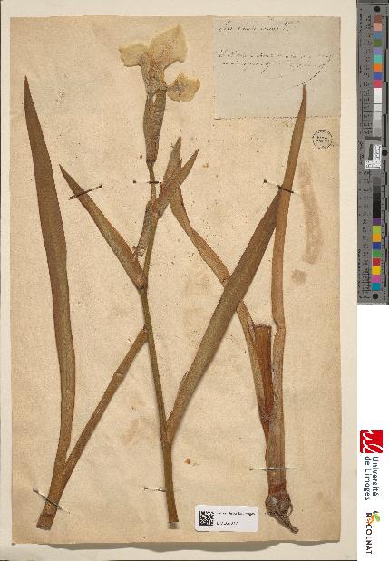 spécimen de Iris pseudacorus