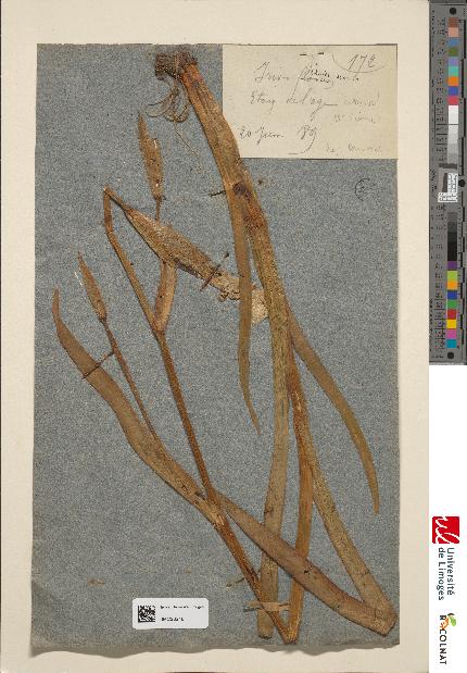spécimen de Iris pseudacorus